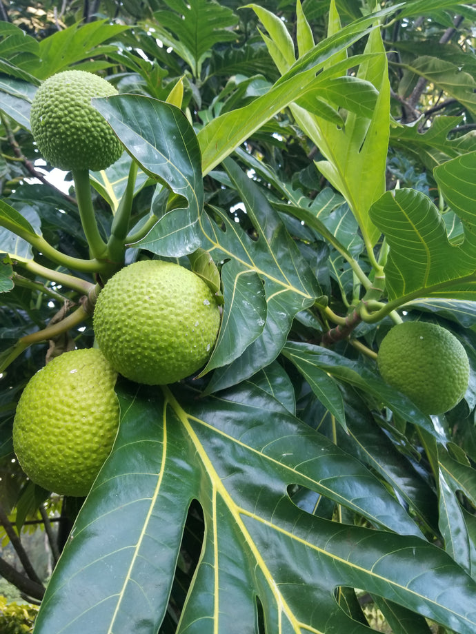 Learn More About Growing Breadfruit