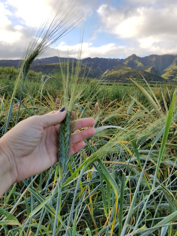 Ancient & Heritage Grain Seed Trials 2020