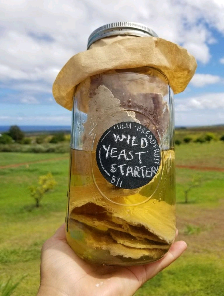 Wild Yeast Starter with Dehydrated 'Ulu / Breadfruit Voyaging Foods