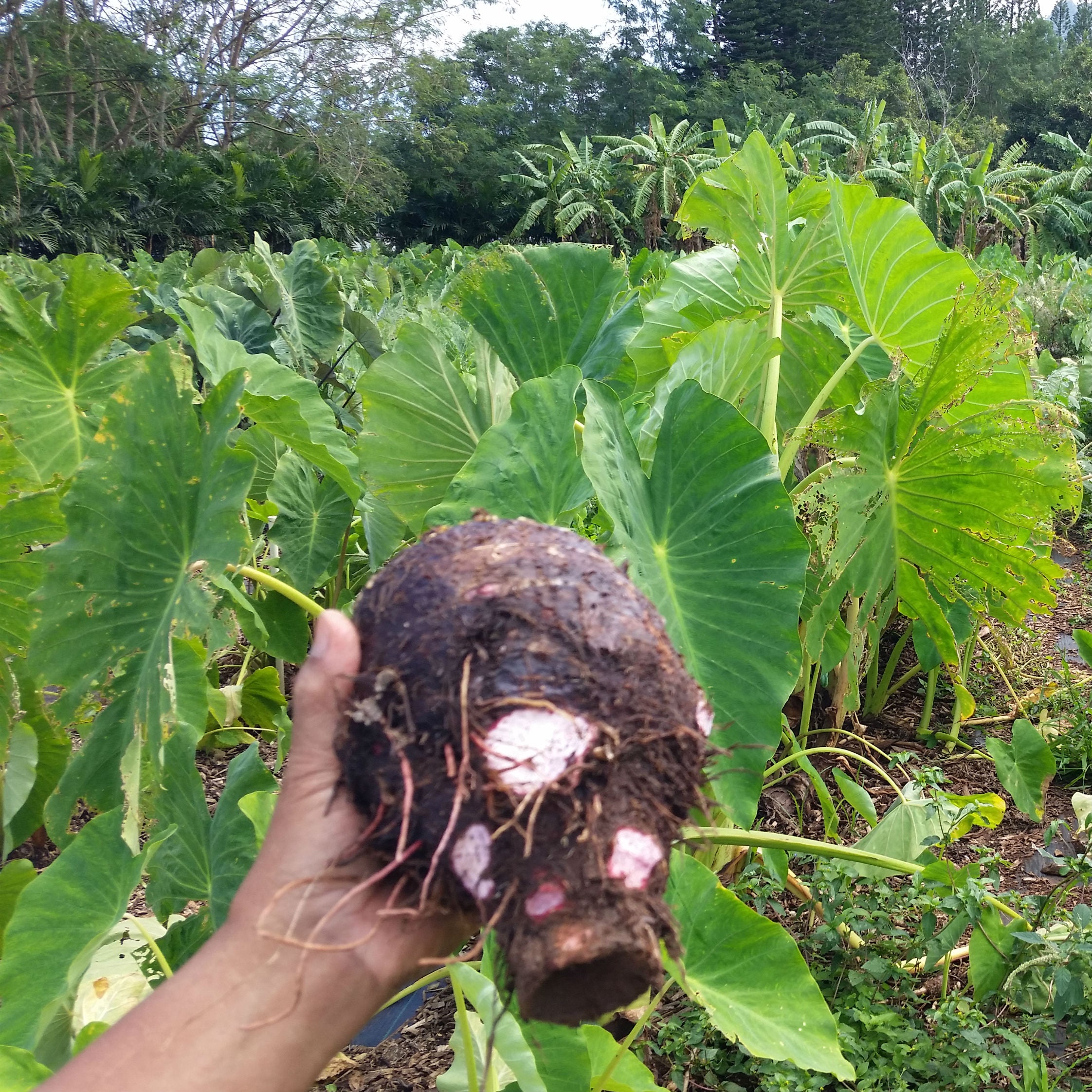 Are Canoe Plants the Ancient Grains of Polynesia?  Voyaging Foods